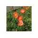 Champagne Bubbles Pink - Iceland Poppy Seeds