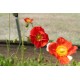 Champagne Bubbles Scarlet - Iceland Poppy Seeds