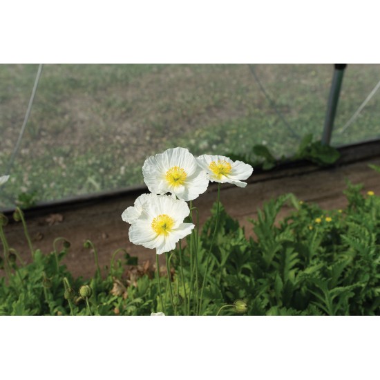 Champagne Bubbles White - Iceland Poppy Seeds