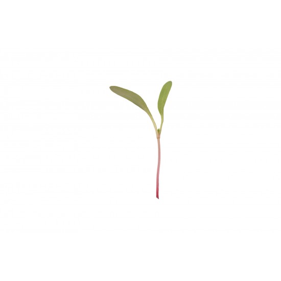 Chard, Pink Stem - Organic Microgreen Seed