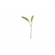 Chard, Pink Stem - Organic Microgreen Seed
