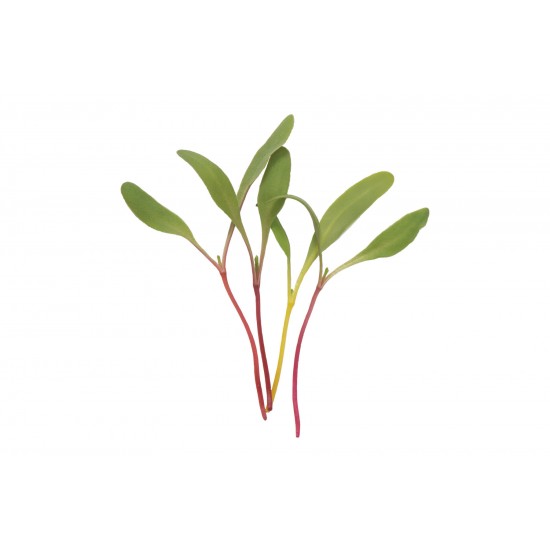 Chard, Rainbow - Organic Microgreen Seed