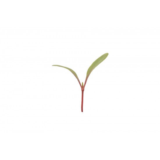 Chard, Ruby Red - Microgreen Seed