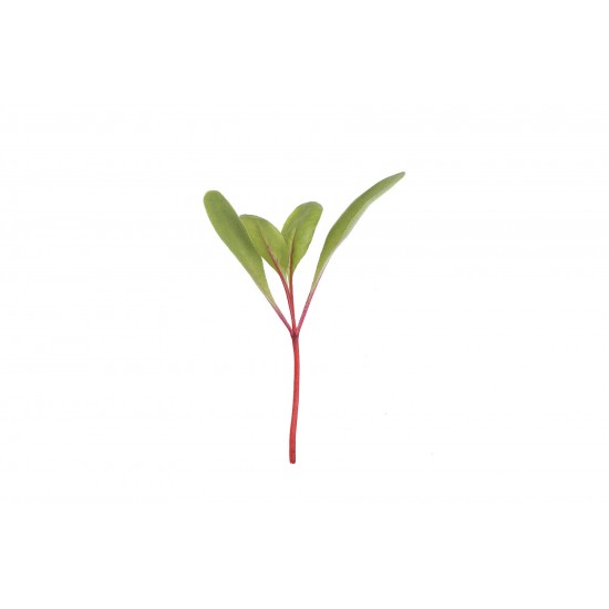 Chard, Ruby Red - Organic Microgreen Seed