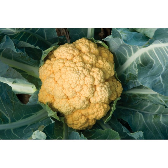 Cheddar - (F1) Orange Cauliflower Seeds