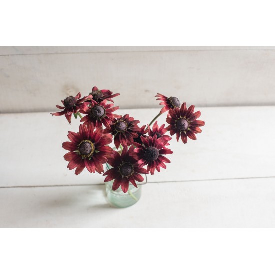 Cherry Brandy - Rudbeckia Seed