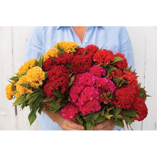 Chief Mix - Celosia Seed