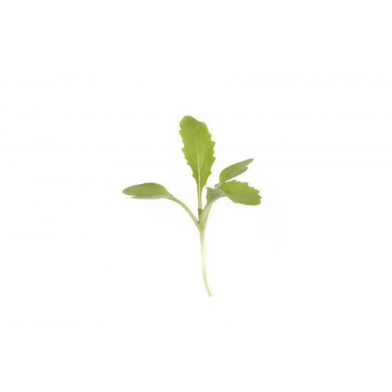 Chinese Cabbage, Kogane - Microgreen Seed