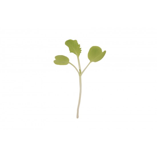 Chinese Cabbage, Tokyo Bekana - Organic (F1) Microgreen Seed