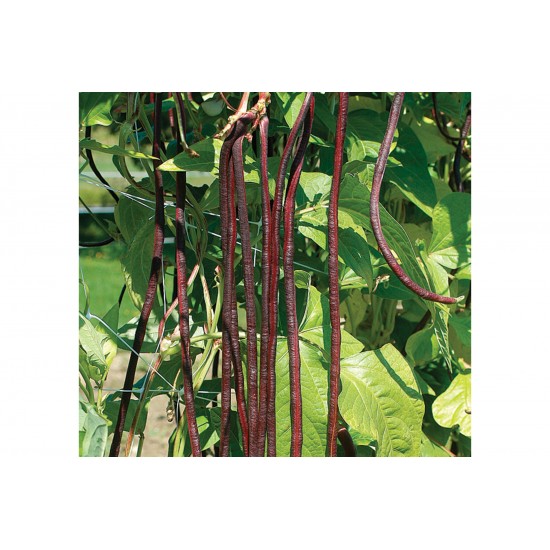 Chinese Red Noodle Bean Seeds (Yard Long)