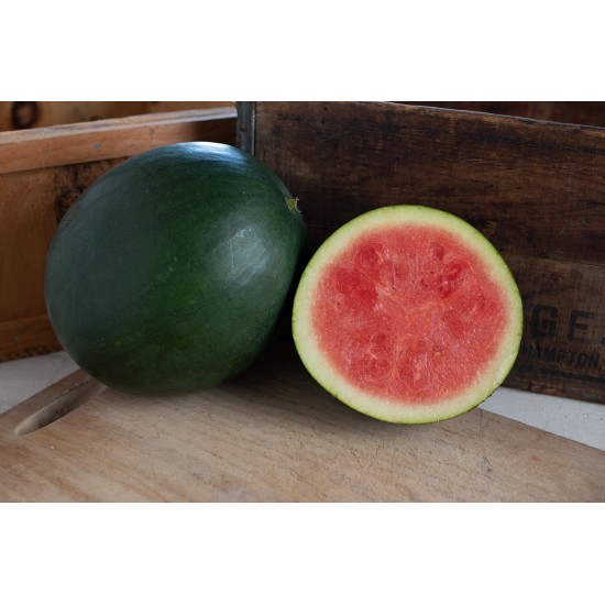 Chubbiness - (F1) Watermelon Seed