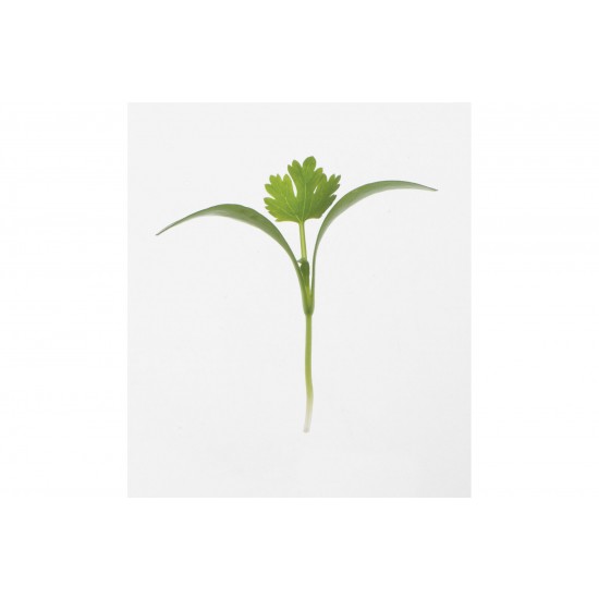 Cilantro - Microgreen Seed