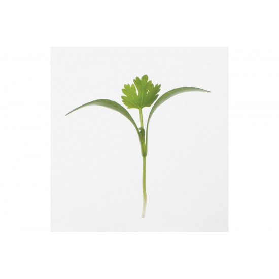 Cilantro, Monogerm - Microgreen Seed