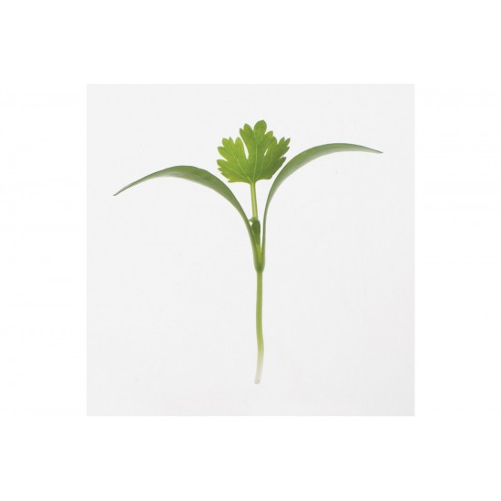 Cilantro - Organic Microgreen Seed