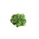 Clearwater - Organic Lettuce Seed