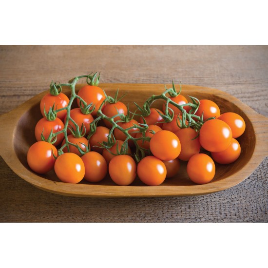 Clementine - Organic (F1) Tomato Seed