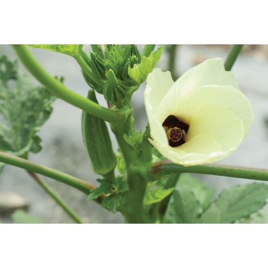 Clemson Spineless - Organic Okra Seed