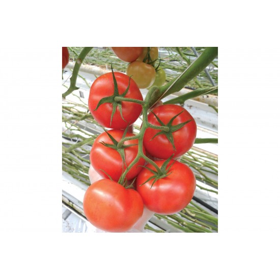 Climstar - (F1) Tomato Seed