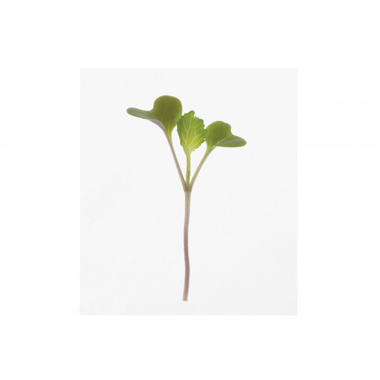Collard, Champion - Microgreen Seed