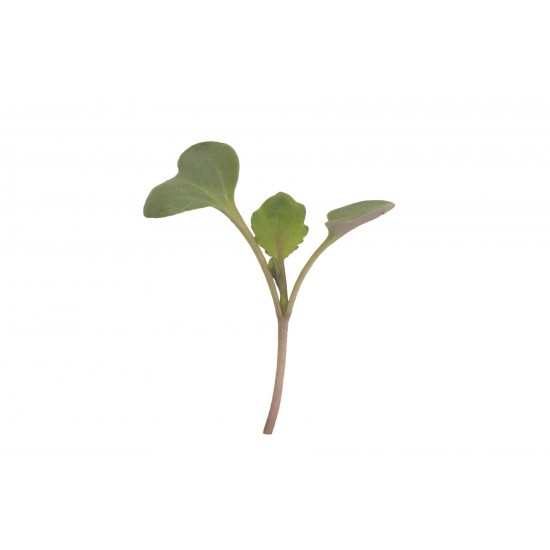 Collard, VATES - Microgreen Seed