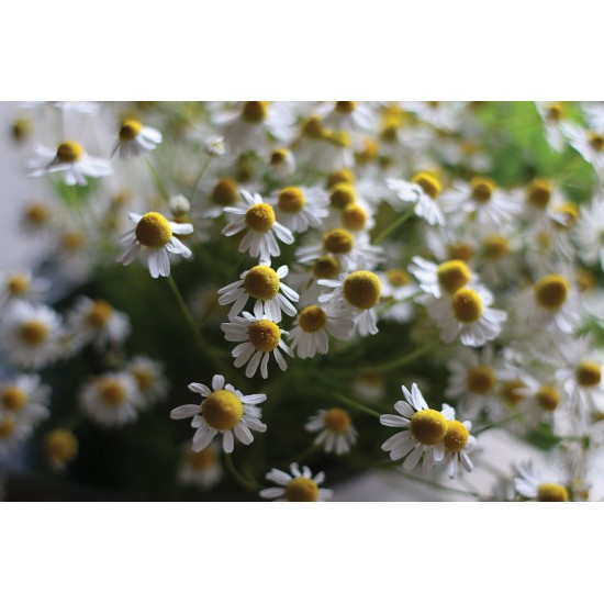 Common Chamomile - Herb Seed