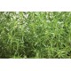 Compact Summer Savory - Herb Seed