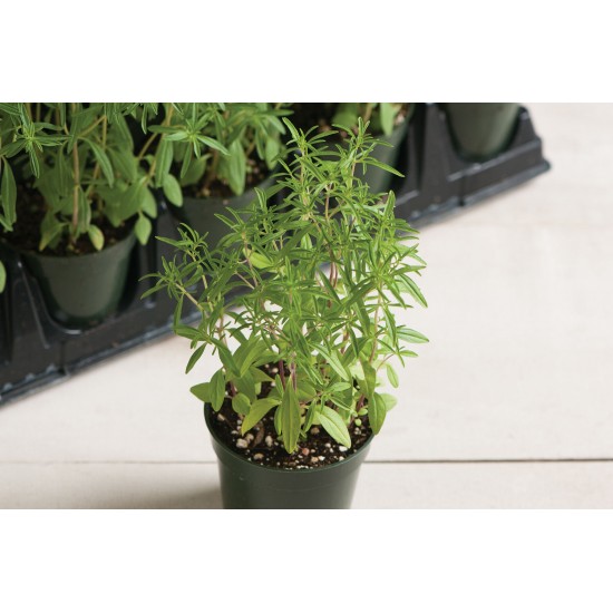 Compact Summer Savory - Herb Seed