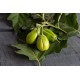 Comprido Verde Claro - Eggplant Seed