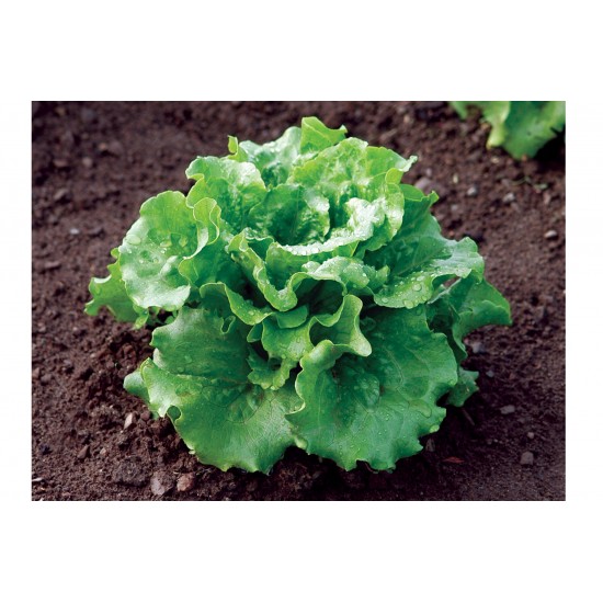 Concept - Organic  Lettuce Seed