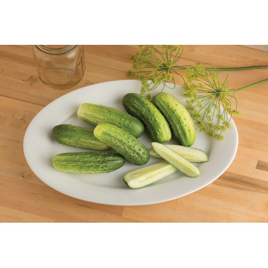 Cool Customer - Organic Cucumber Seed