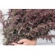 Copper Plume - Organic Atriplex Seed