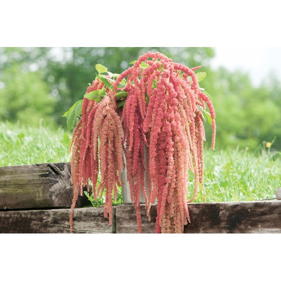 Coral Fountain - Amaranthus Seed