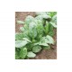 Corvair - Organic (F1) Spinach Seed
