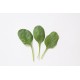 Corvair - Organic (F1) Spinach Seed