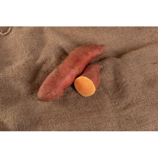 Covington - Organic Sweet Potato Slips