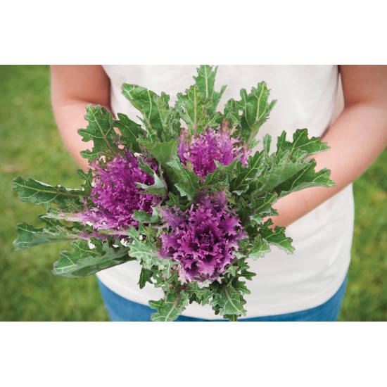 Crane Feather Queen Red - Kale Seed