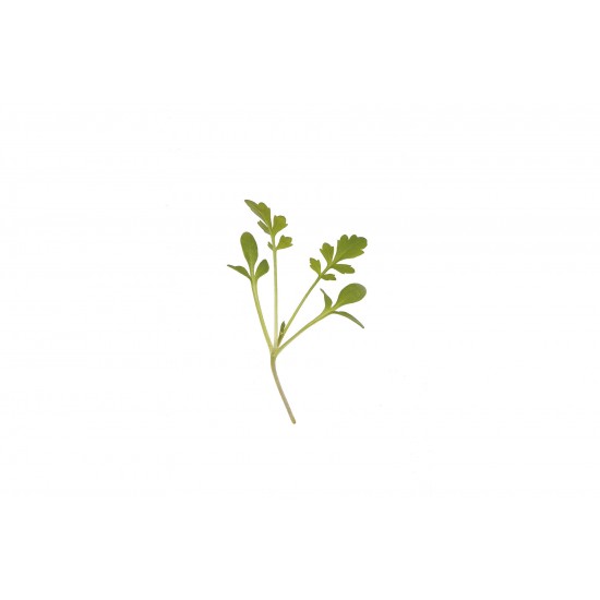 Cress, Cressida - Organic Microgreen Seed