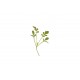 Cress, Cressida - Organic Microgreen Seed
