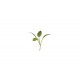 Cress, Persian - Organic Microgreen Seed