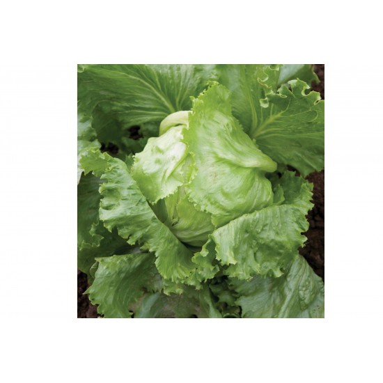 Crispino - Organic Lettuce Seed