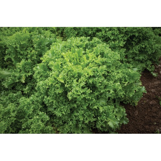 Curlesi - Organic Endive Seed