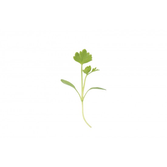 Cutting Celery - Microgreen Seed