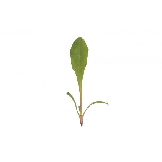 Dandelion, Red - Microgreen Seed