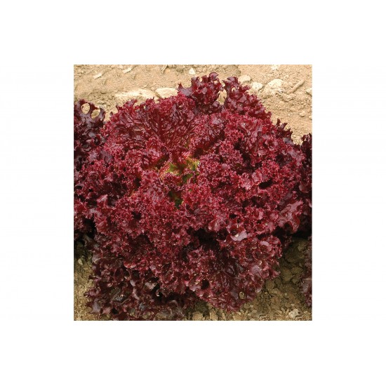 Dark Red Lollo Rossa - Organic Lettuce Seed
