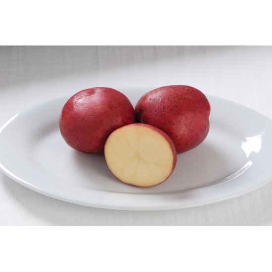 Dark Red Norland - Organic Seed Potatoes