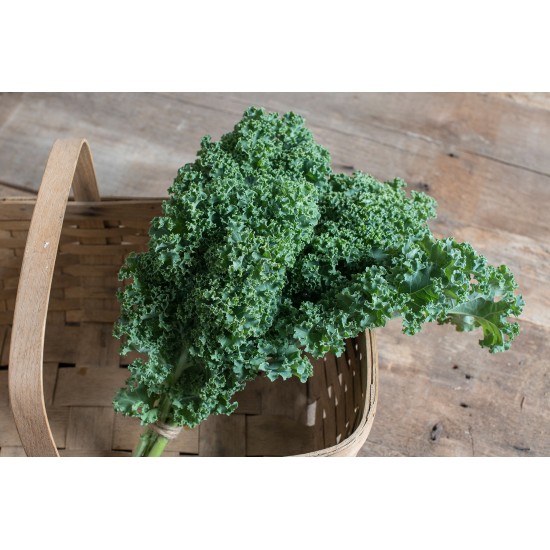 Darkibor - Organic (F1) Kale Seed