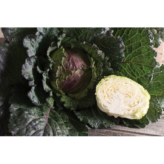 Deadon - Organic (F1) Cabbage Seed