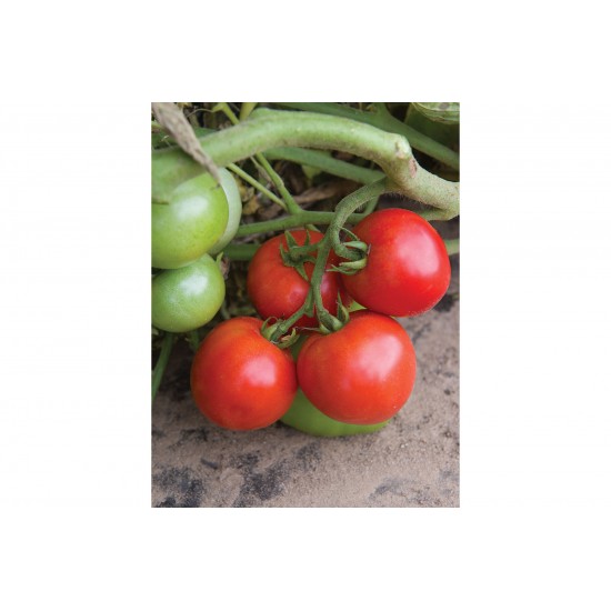 Defiant PhR - Organic (F1) Tomato Seed