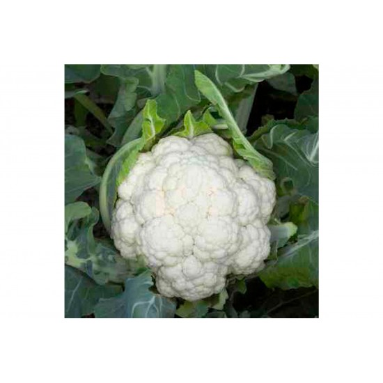 Denali - (F1) Cauliflower Seed