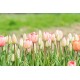 Design Impression - Tulip Bulb